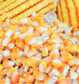 Angola com produção de três milhões de toneladas de cereais